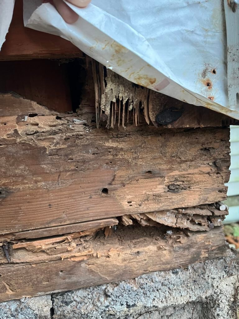 Termite Damage